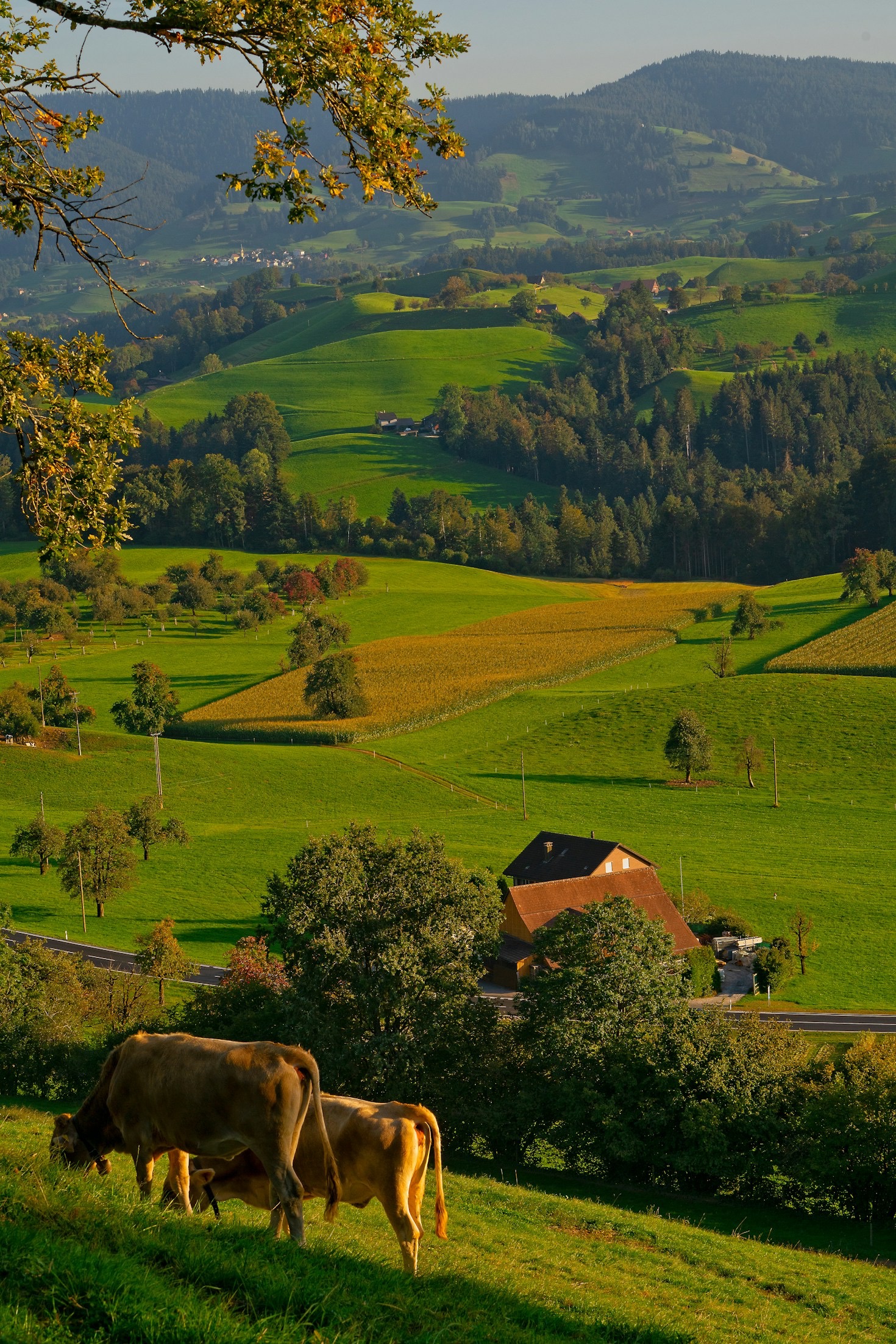 Tendencias de innovación en el transporte agrícola