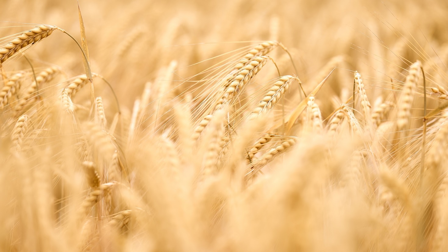 Claves para optimizar la distribución en el sector agro