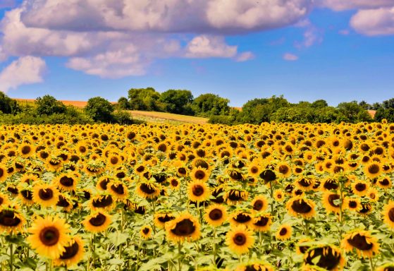 El girasol en España, un año de oportunidades y desafíos